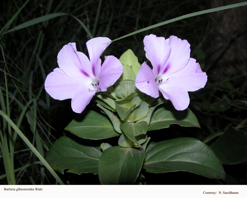 Barleria gibsonioides Blatt.-1